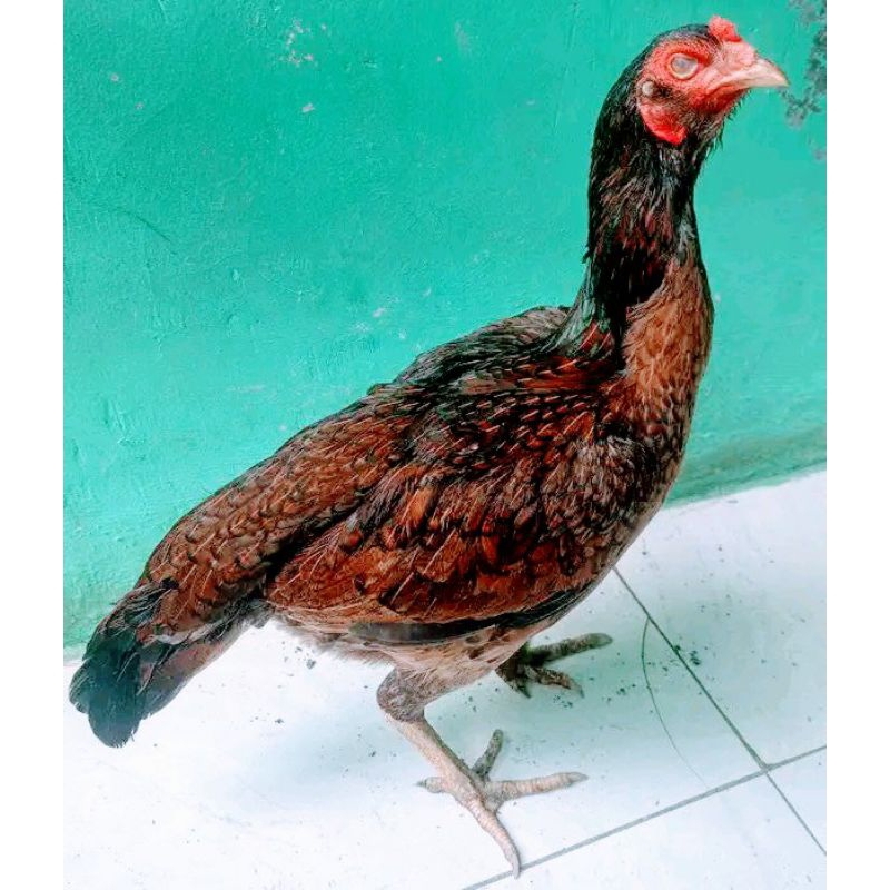 ayam Babon Pama umur 8 hingga 10bulan