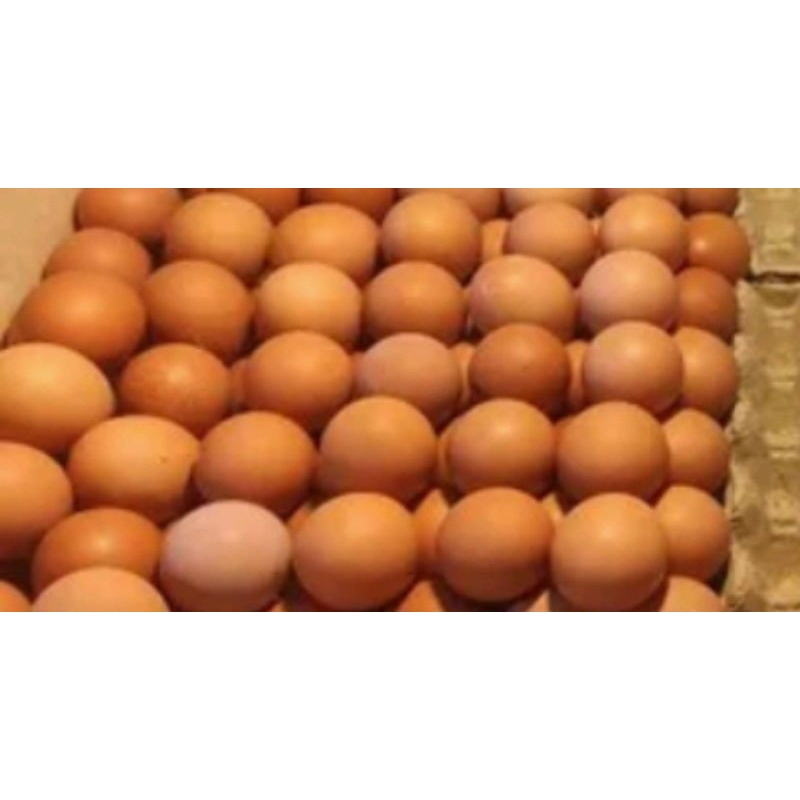 

telur ayam / telor ayam negri