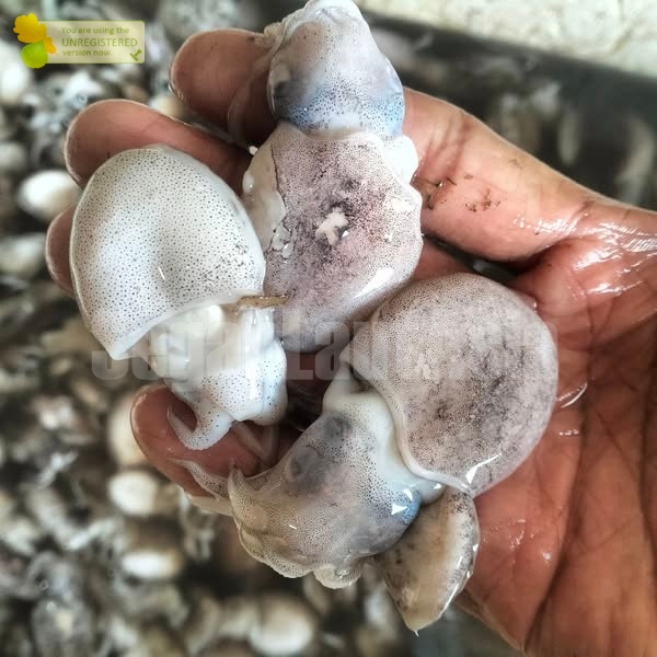 Cumi Balakutak 1Kg Balakutak Segar Balakutak Kecil Baby Seafood Cumi Cumi Basah Segar