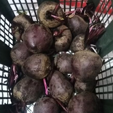 

buah bit 1 kg