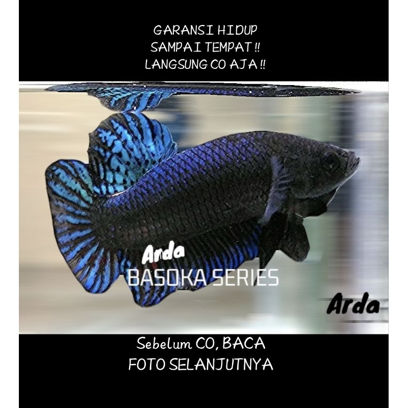 CUPANG ADU SUPER SERI BASOKA ORIGINAL Cupang Adu MDS Medan Super Cupang Adu Lokal Super Cupang Adu P