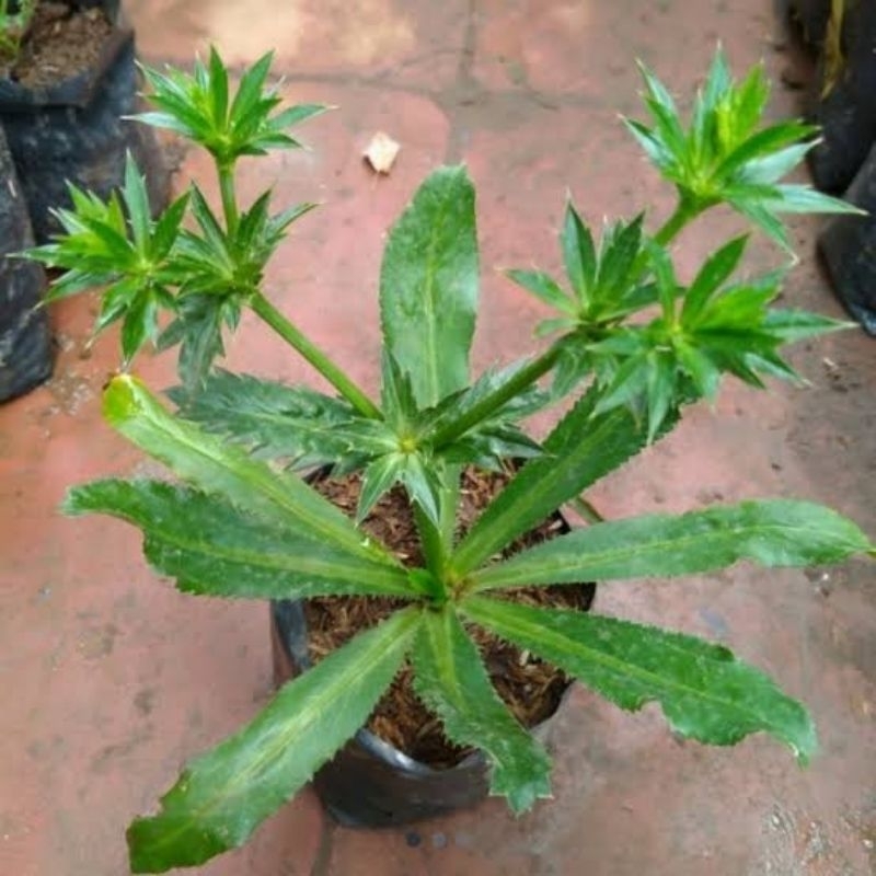 Daun walang sangit /bibit tanaman herbal Walang Sangit