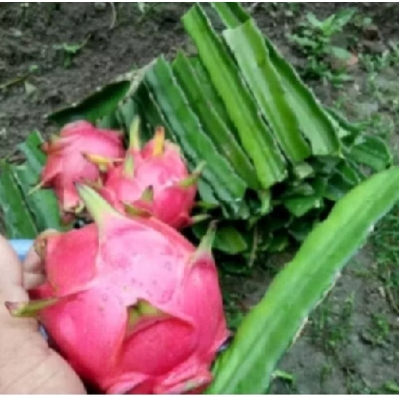 

BIBIT BUAH NAGA UNGGUL DEWASA SUPER SIAP TANAM