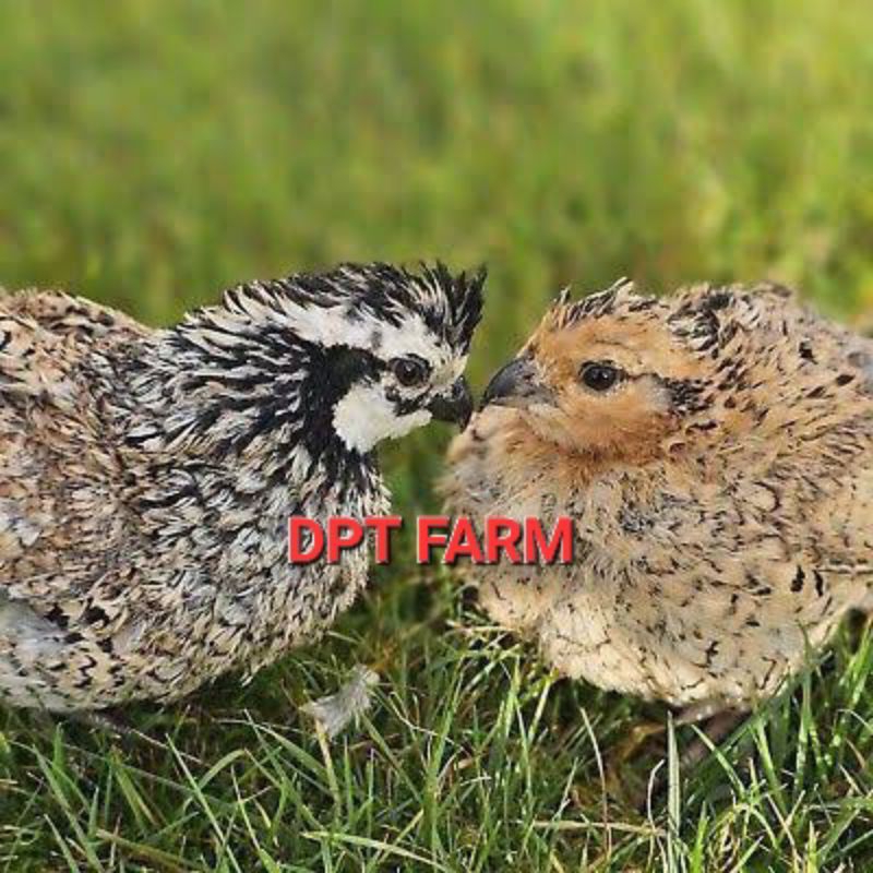 

TELUR PUYUH HIAS BOBWHITE MEXICAN UNTUK DITETASKAN
