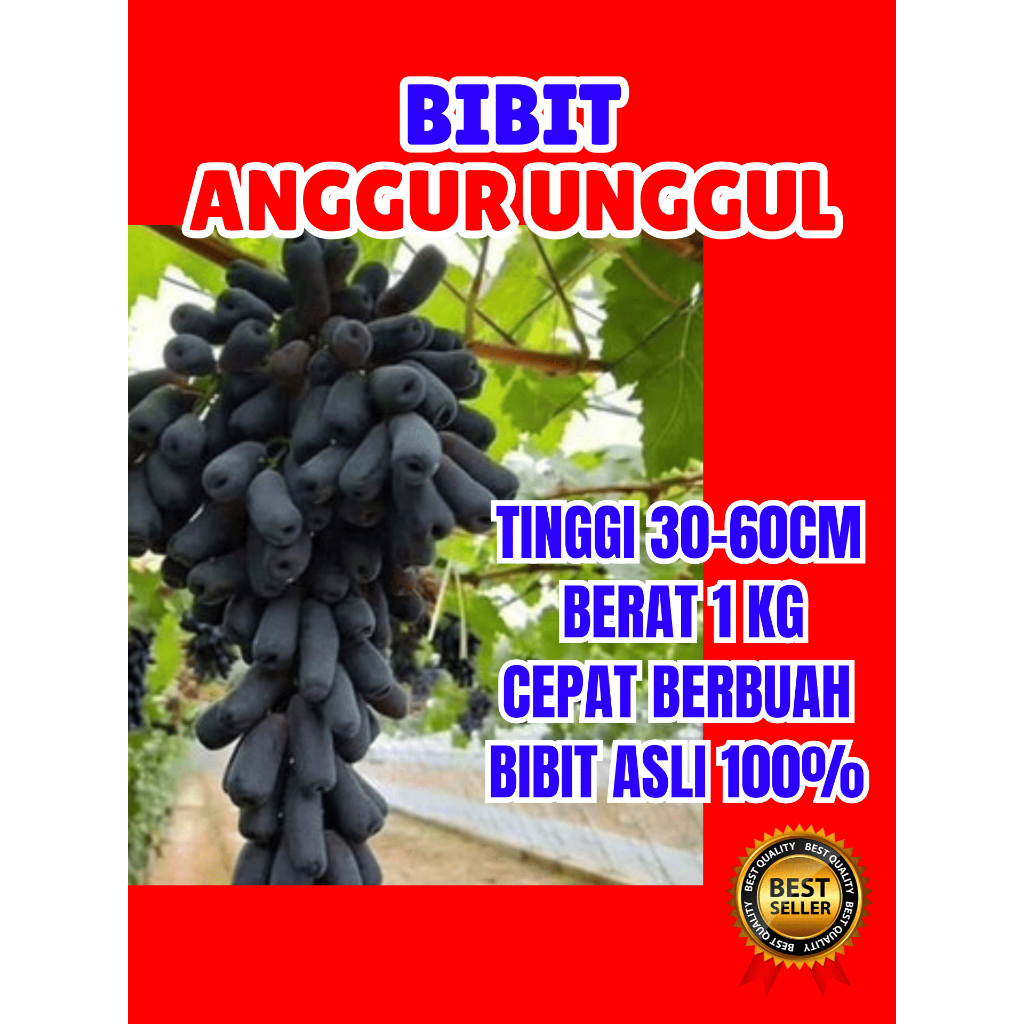 Bibit Buah Anggur Moondrop
