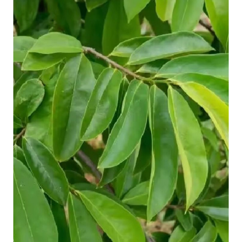 

DAUN MANALIKA SEGAR 25 LEMBAR