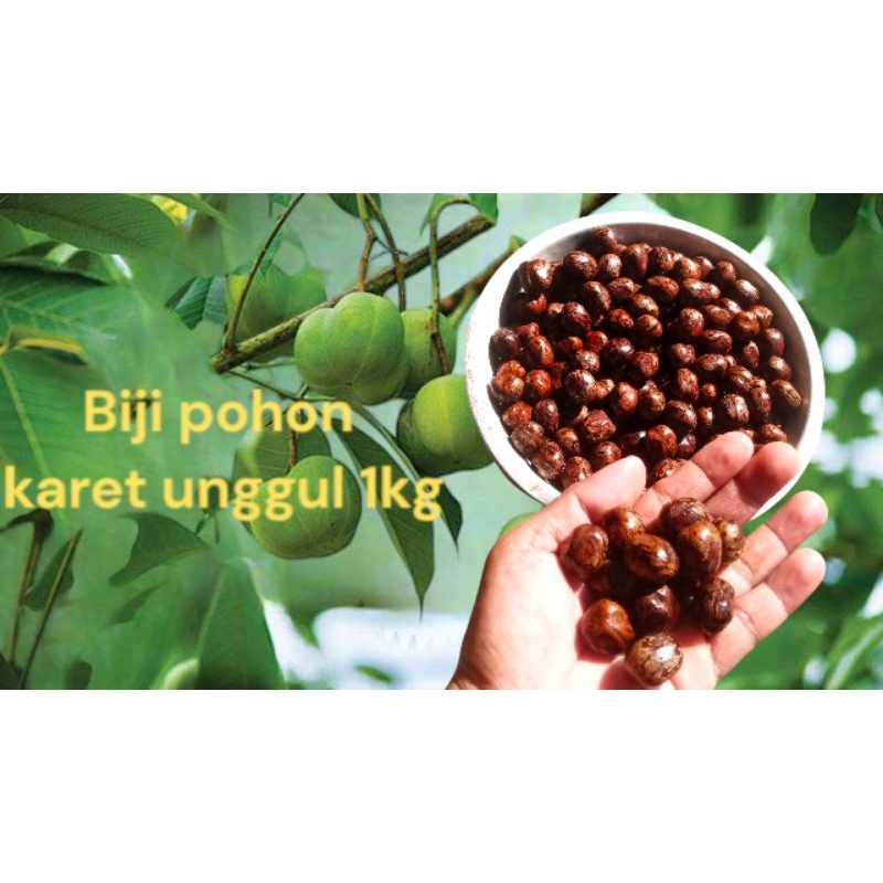 Biji pohon karet unggul 1kg murah