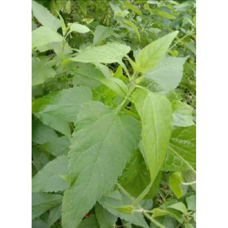 

daun kerinyuh herbal fresh 1 kg
