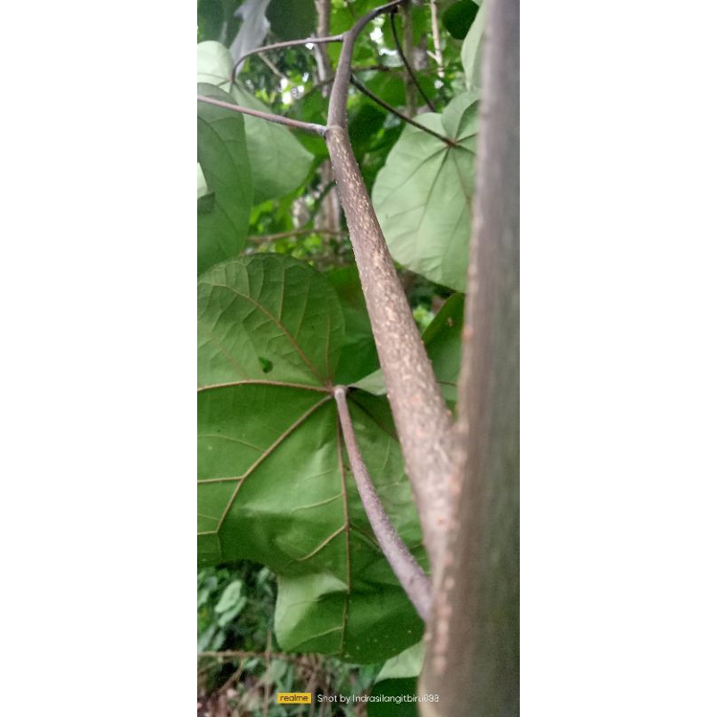 

Daun waru merah segar spesial (kemasan 250 gram)