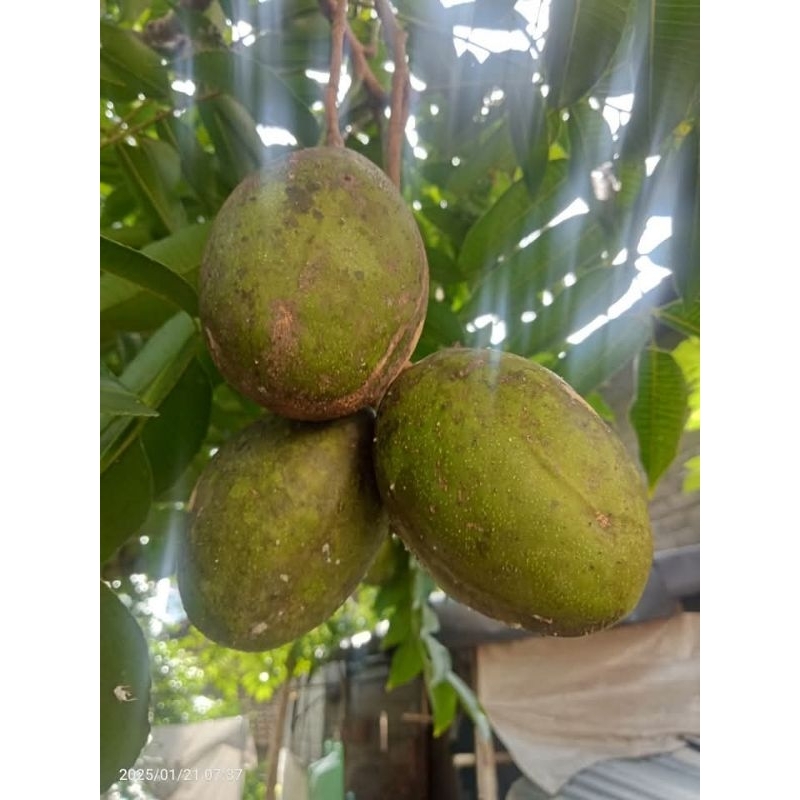 

BUAH KEDONDONG TUA SUPER 1KG ISI 5-8 (FRESH)