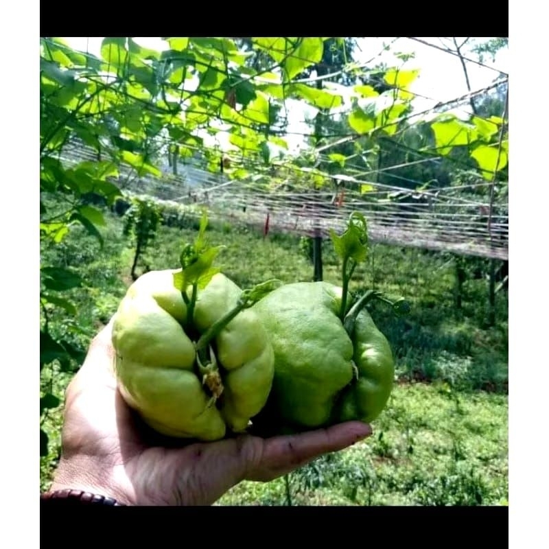 

Bibit labu siam segar siap untuk di tanam