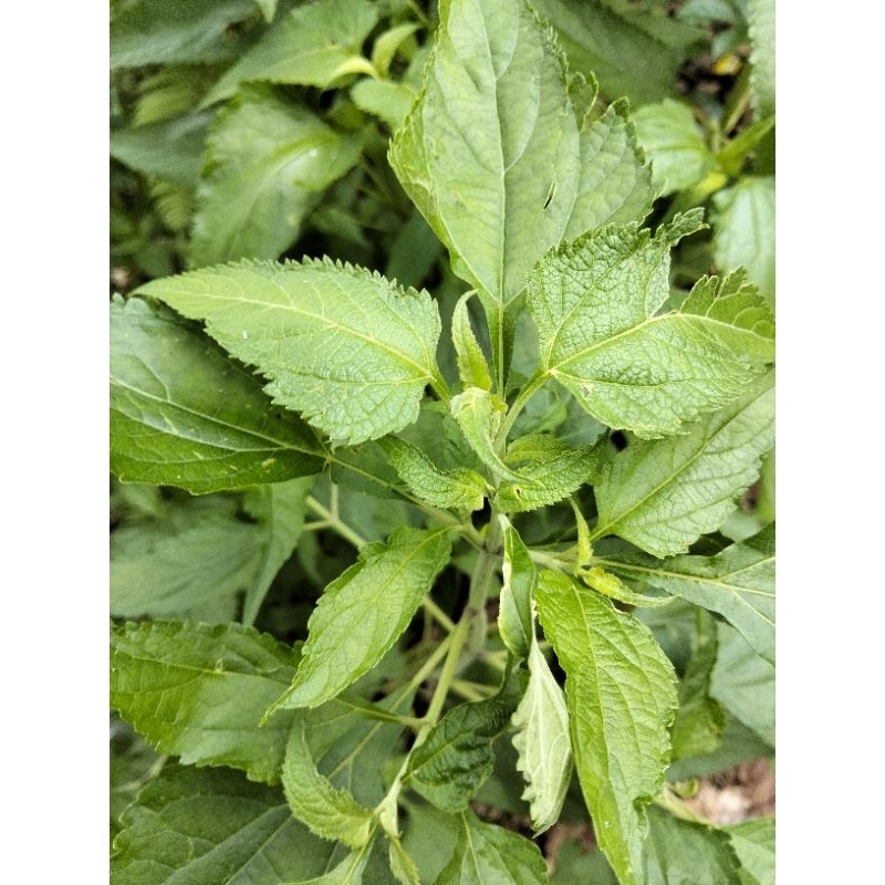 

KARINYUH SEGAR DAUN KOPASANDA 100 LEMBAR 10 Ribu