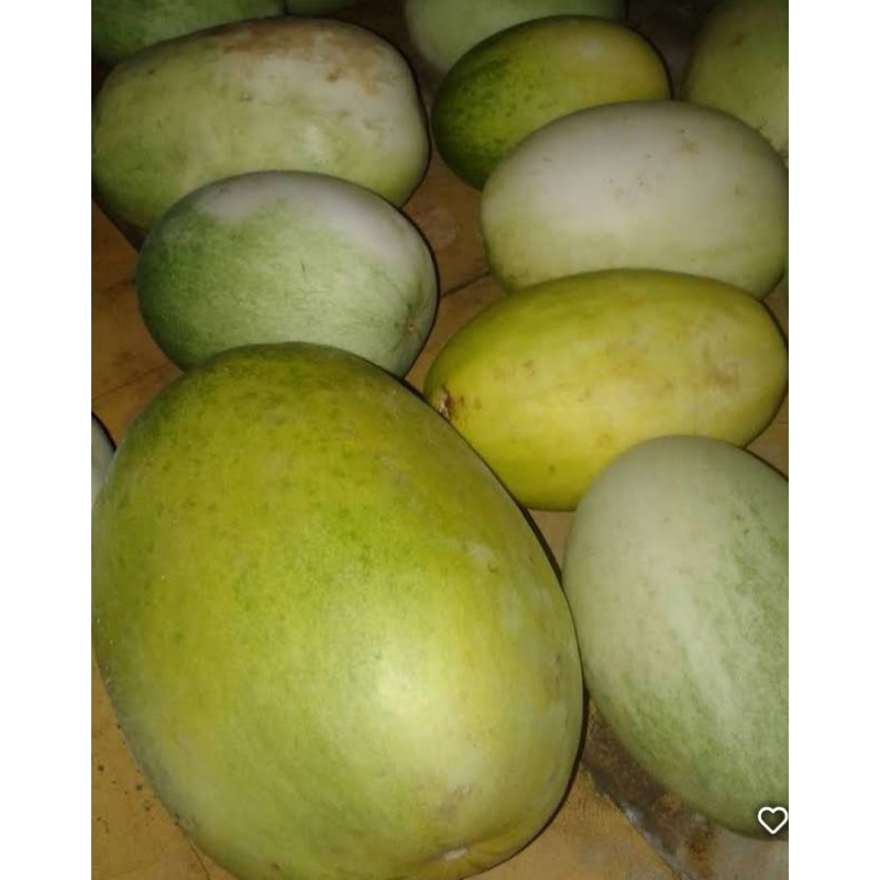 

Timun suri matang 2 kg.