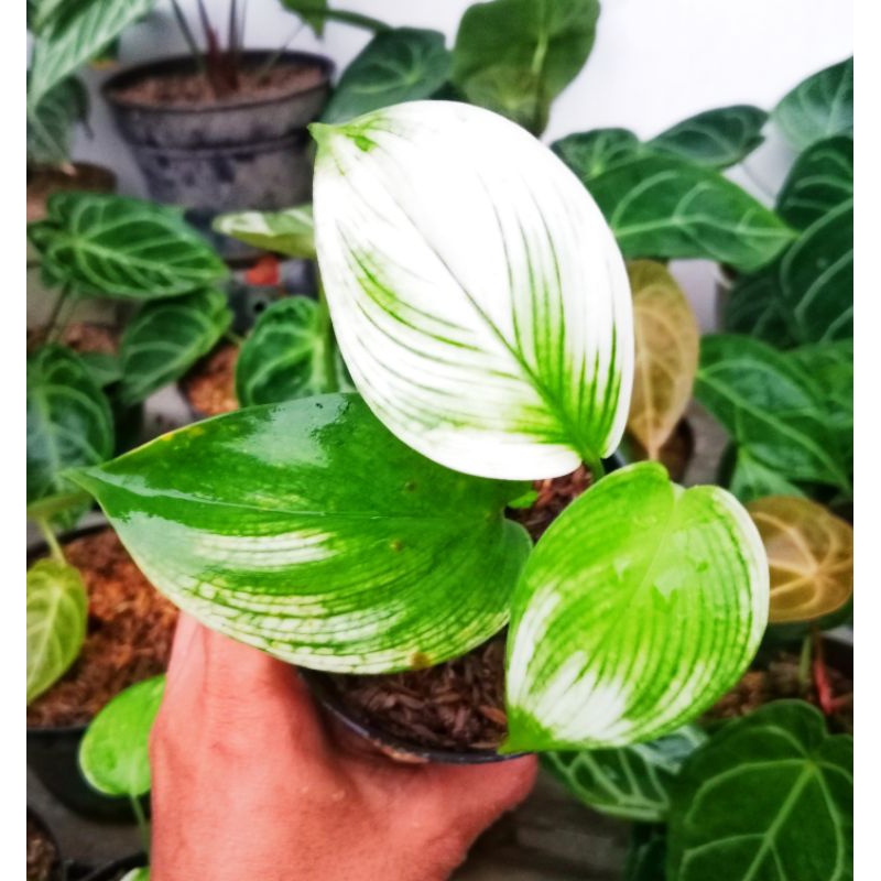 SCINDAPSUS WHITE MONSTER