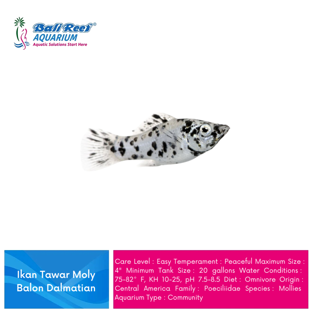 Ikan Hias Air tawar Molly Balon Dalmatian