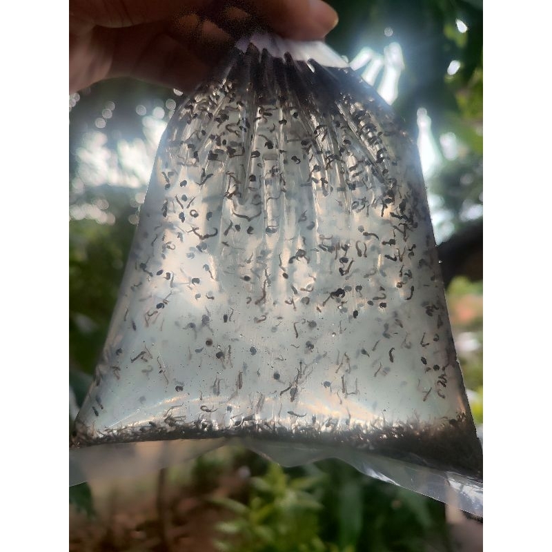 Jentik nyamuk pakan ikan cupang