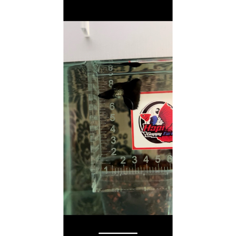 MSSBT (Metal Snake Skin Blue/Black Tail)