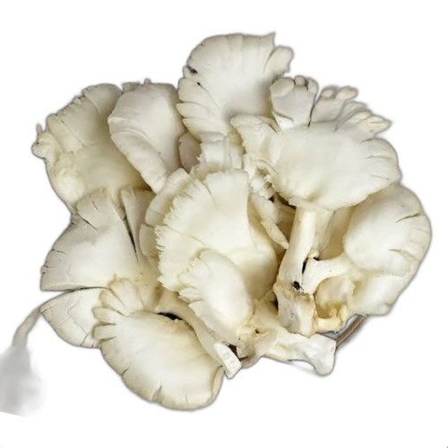 

Jamur Tiram Segar 500 Gram – Lezat dan Bergizi