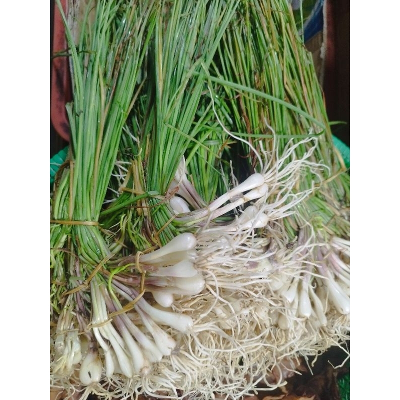 

Bawang Batak/Hosaya/Bawang rambu/Lankio