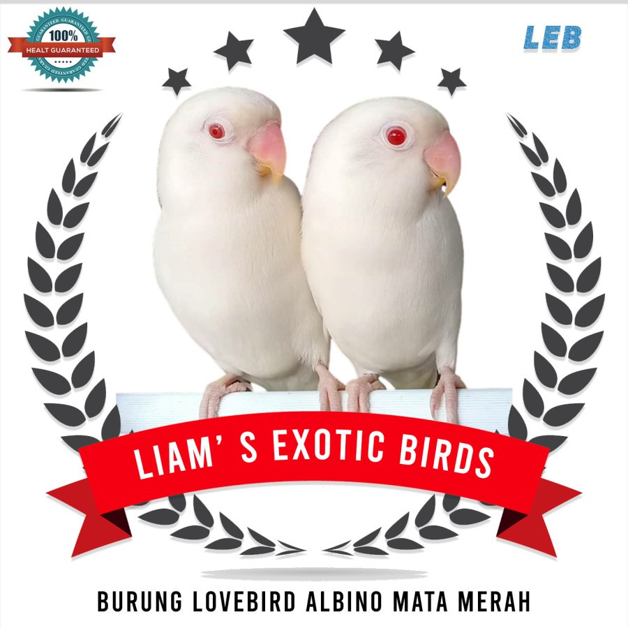 Burung Lovebird Albino Mata Merah Sepasang