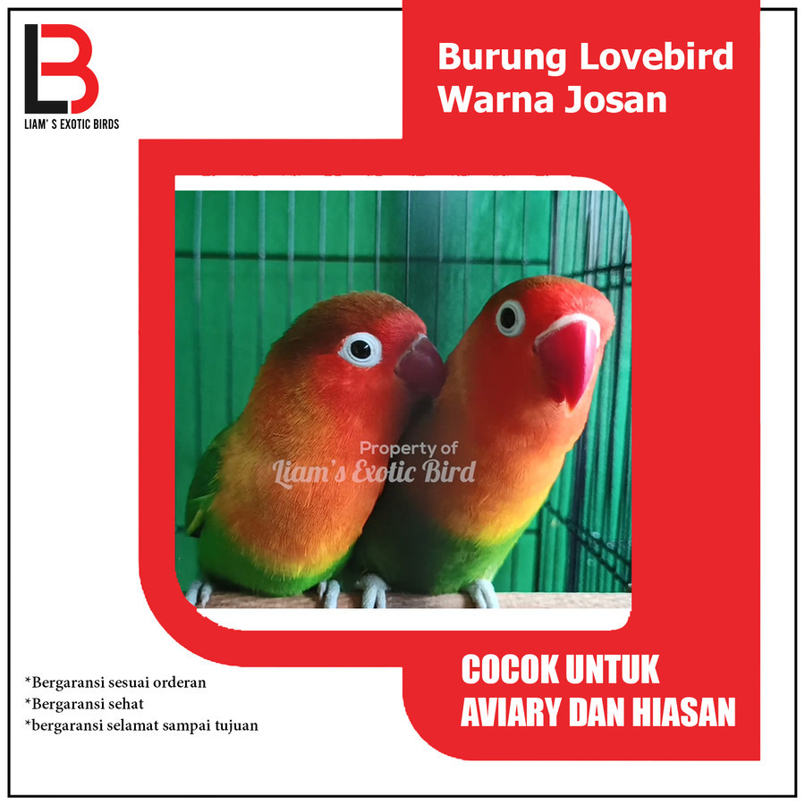 Burung Lovebird Warna Hijau Josan sepasang