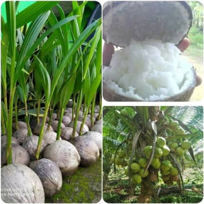 

Bibit tanaman kelapa kopyor genjah