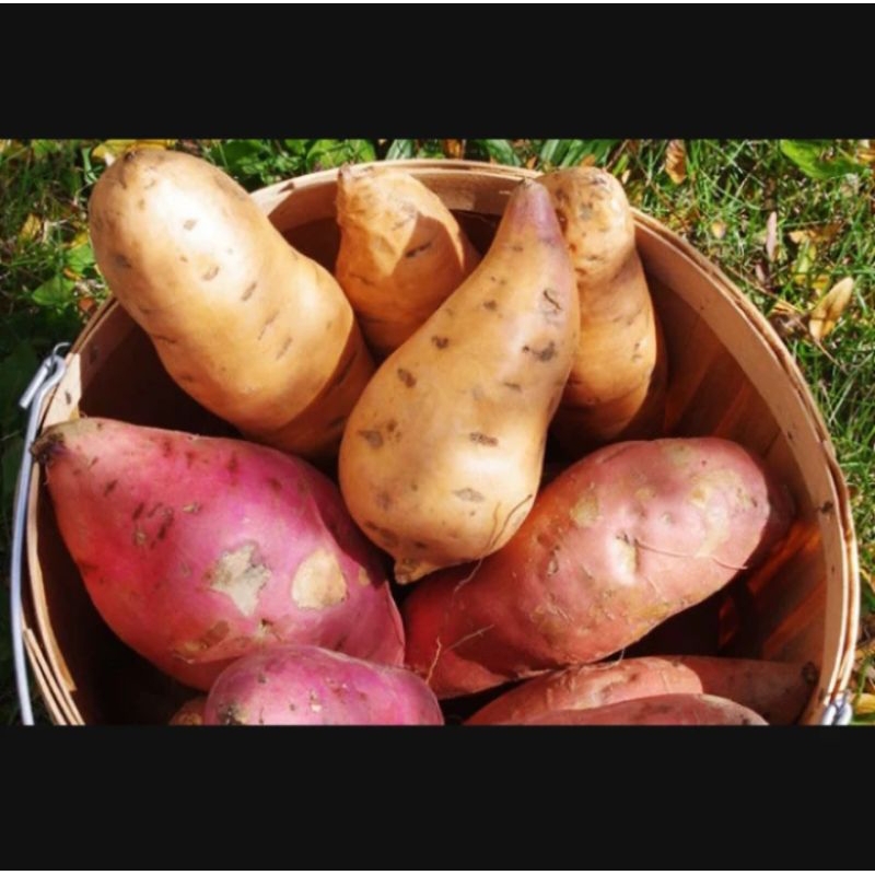 

1kg Umbi jalar manis pulen