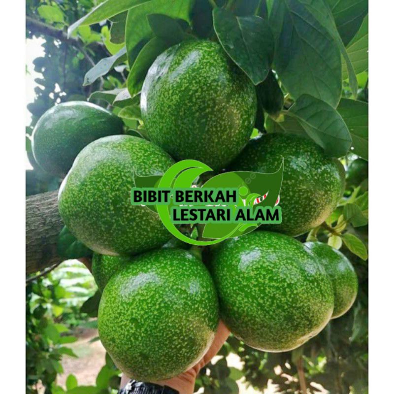 Bibit alpukat Peterson okulasi super okulasi