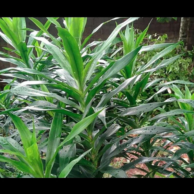 

5KG Daun Suji Segar