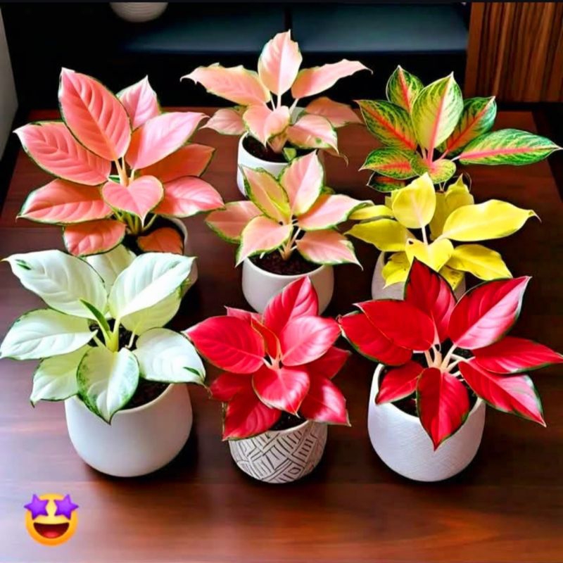 Tanaman Hias Aglonema Merah / Aglonema Merah / Tanaman Hias Bunga Aglaonema Murah Merah BUKAN bonggo