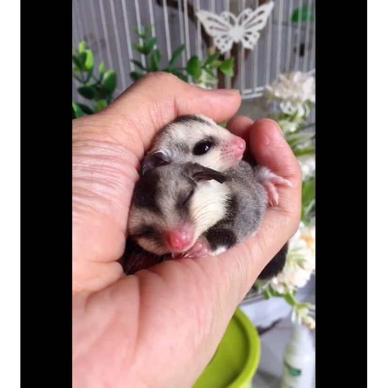 sugar glider white face