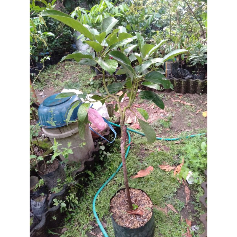 Bibit alpukat Kelud tinggi 1 meter an Terlaris