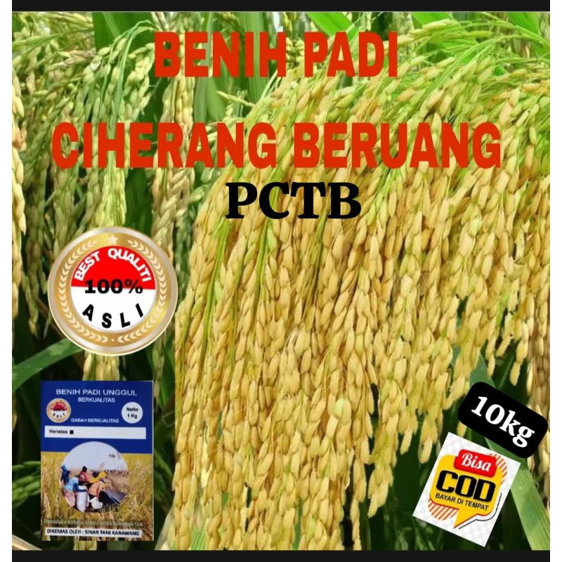 10kg BENIH PADI CIHERANG BERUANG BERKUALITAS UNGGUL
