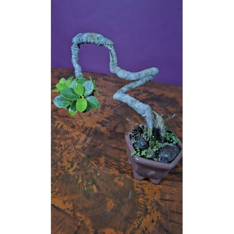 Bonsai mini Ficus Dolar.