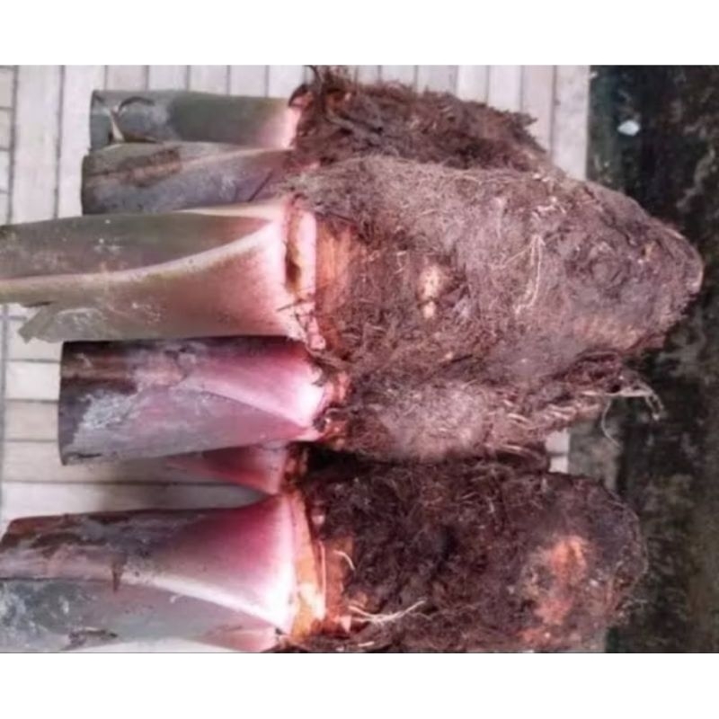 Bibit talas hitam bibit talas Wulung 1 kg