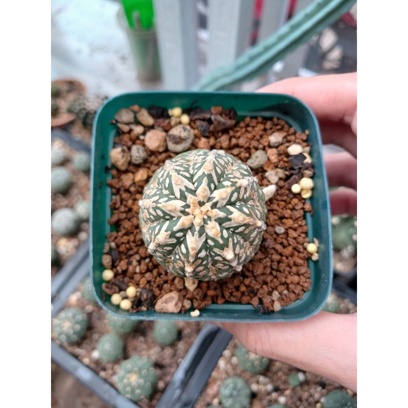 Astrophytum V type | Kaktus