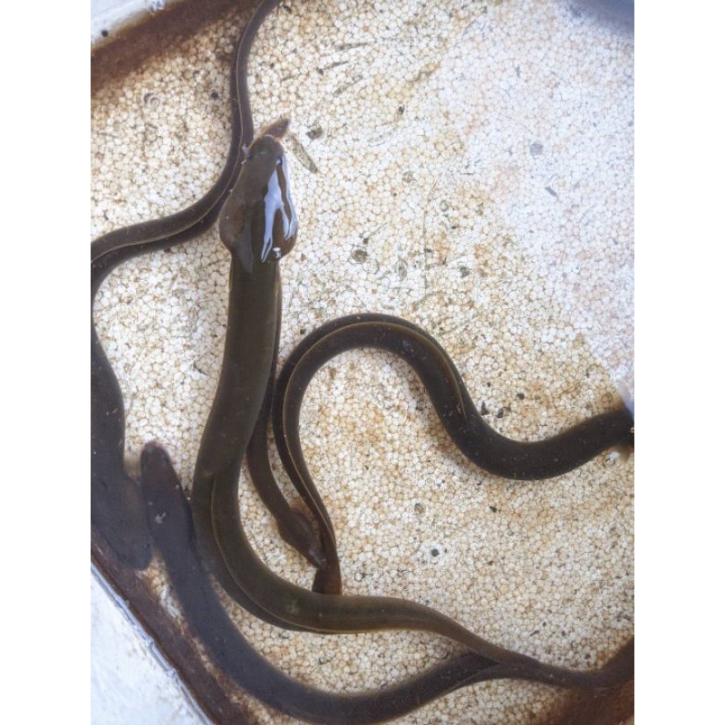 Sidat Bicolor Ukuran Berat +- 200gr