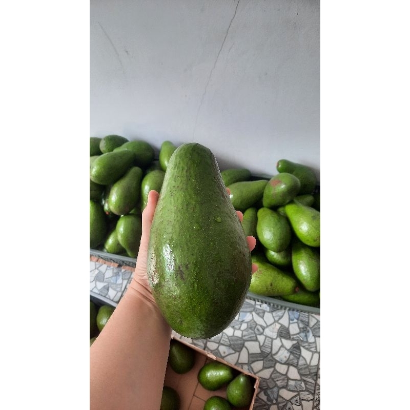 

Alpukat Jumbo Pluwang