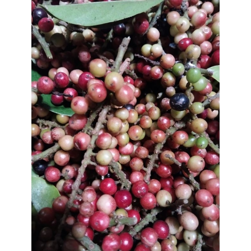 

buah huni atau buah buni segar 1kg