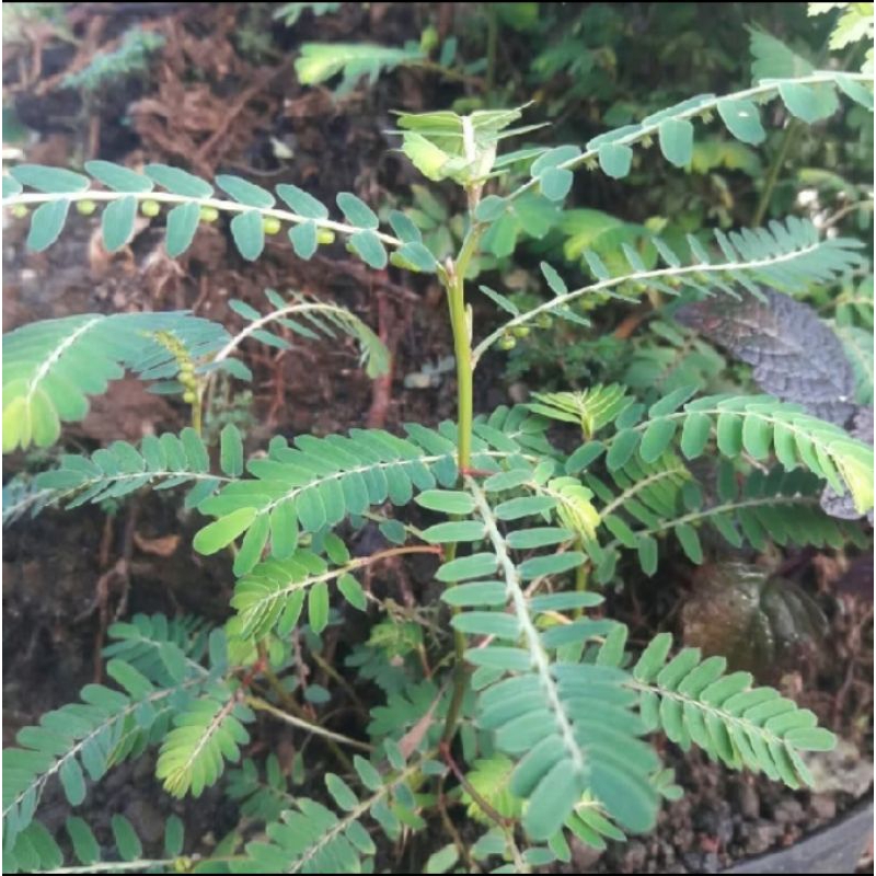 

HERBAL MENIRAN, DAUN MENIRAN HERBAL, MENIRAN FRESH, MENIRAN, TANAMAN HERBAL