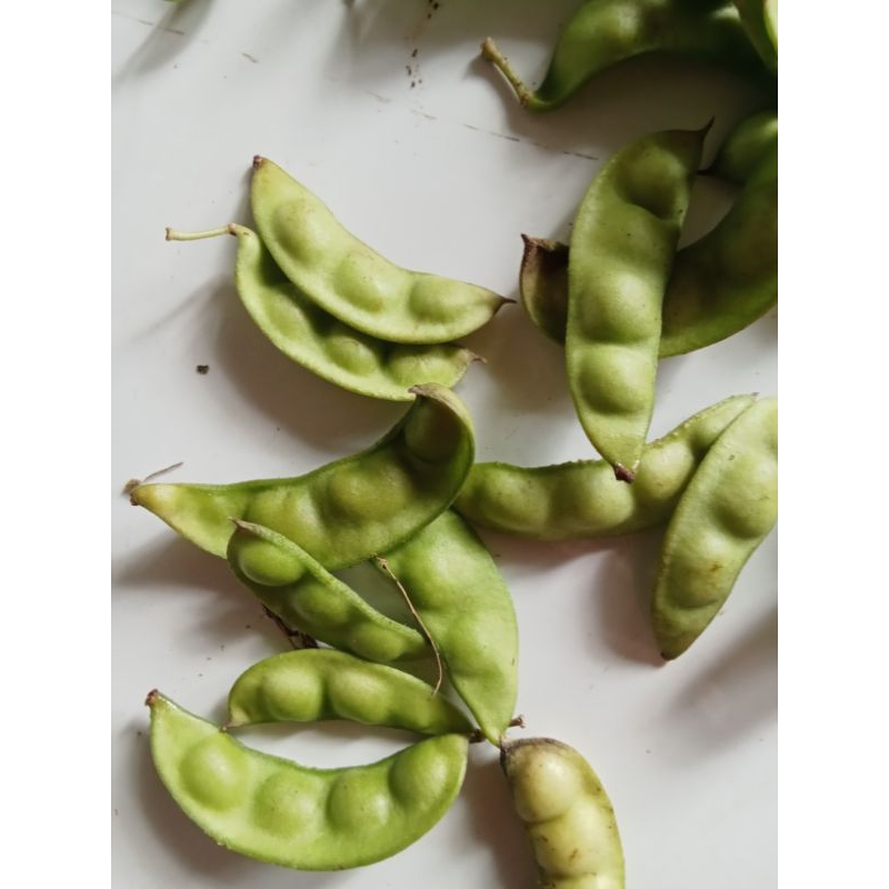 

sayur roay/kacang kratok/kacang koro mini/Roay piit 100 gram