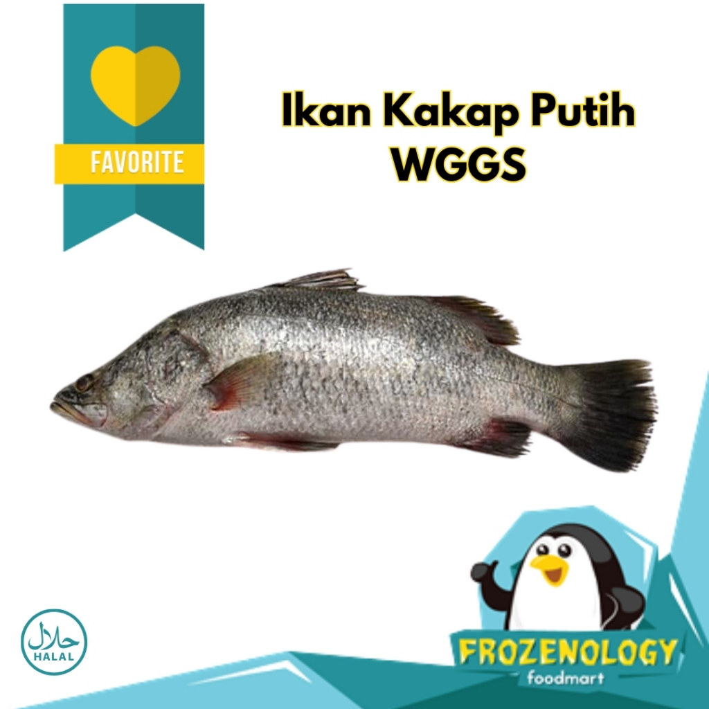 

Ikan Kakap Putih Barramundi Utuh Frozen Fresh Quality Tanpa Sisik & Jeroan