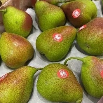

Pear Hijau Celina