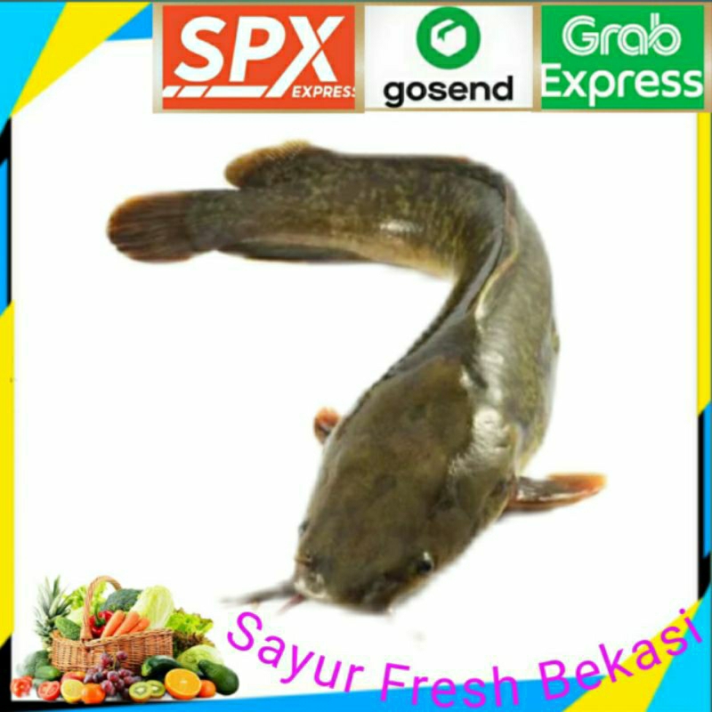 

Ikan Lele Segar 500g.
