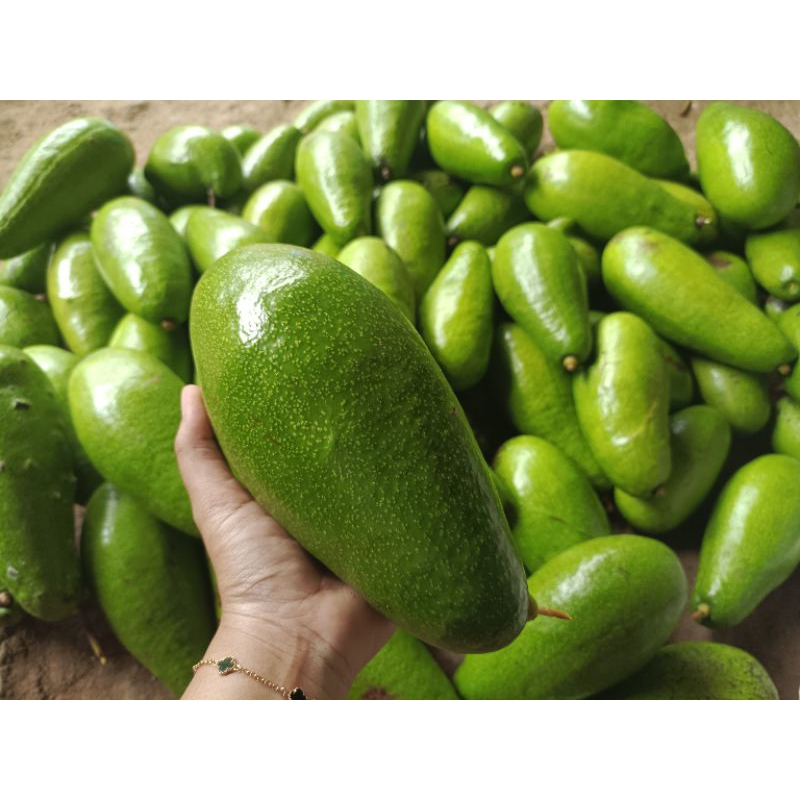 

ALPUKAT MENTEGA ALPUKAT SUPER 1kg isi 2,3,4