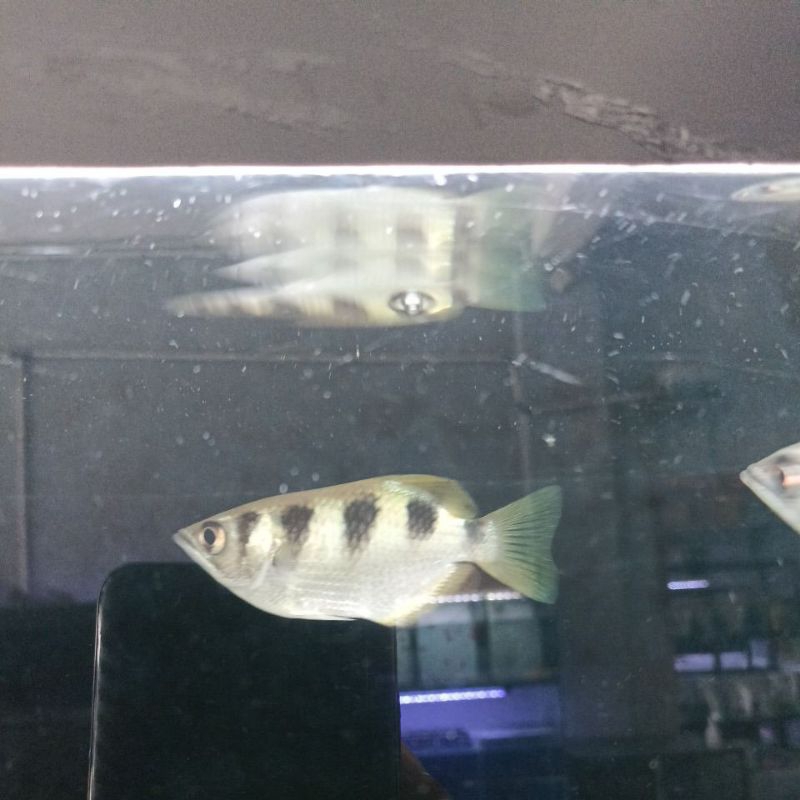 Archer fish / ikan sumpit predator tankmate