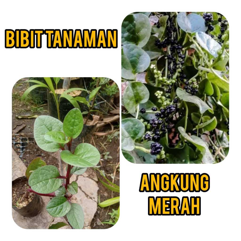 Bibit Buah Angkung Merah / Bibit Gendola Merah