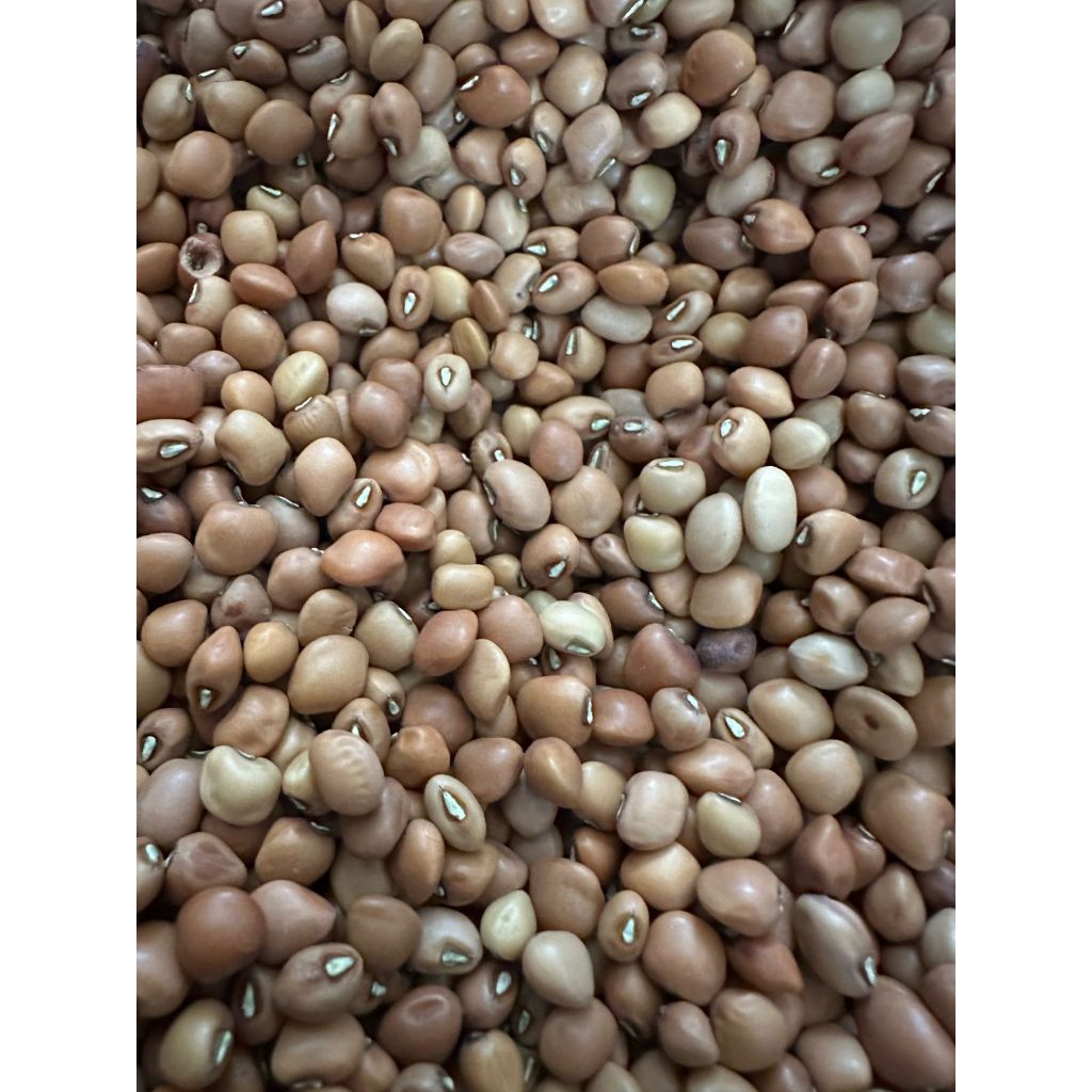 

Kacang Tolo Kacang Tunggak Organik Premium 250gr