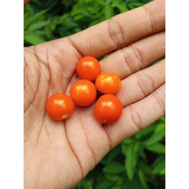 

buah kanjut santri,buah kanjut santri merah,hijau buah mainan tradisional