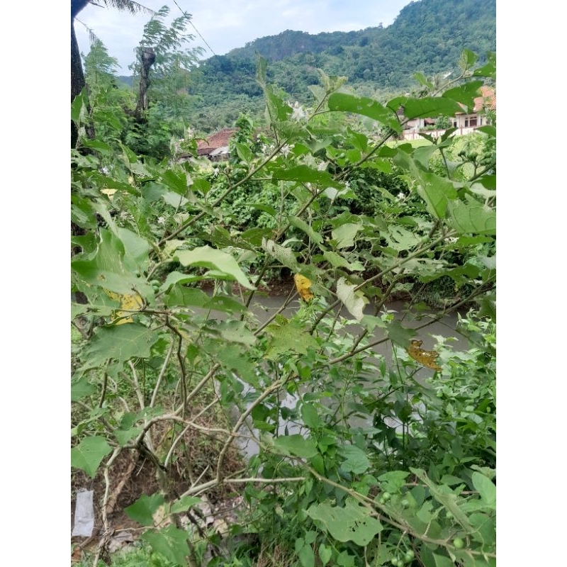 

BUAH CEPOKAK SEGAR/TAKOKAK BUAH RIMBANG